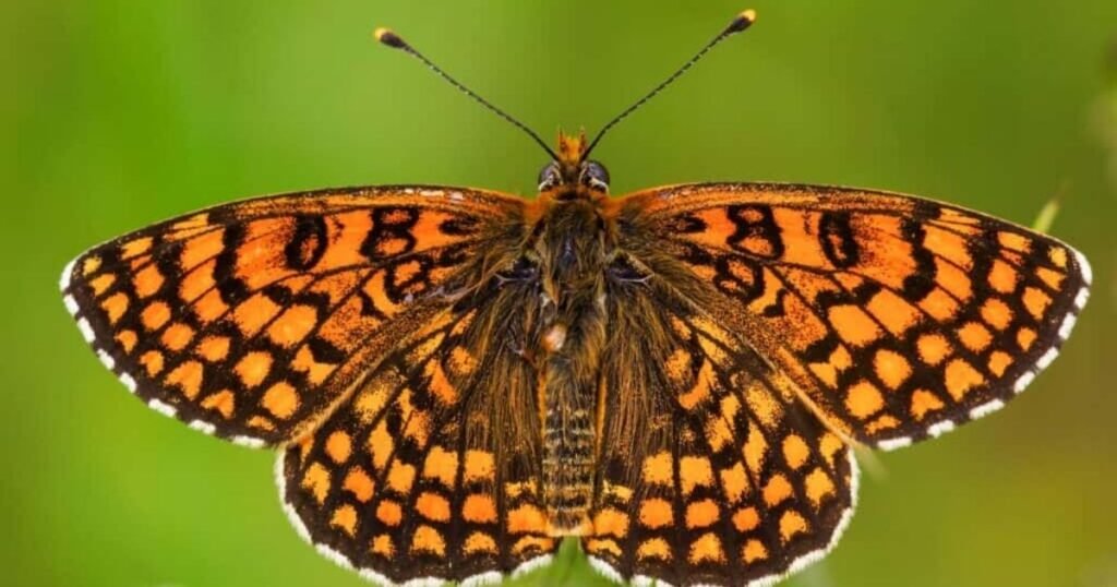 Regal Fritillary Butterfly