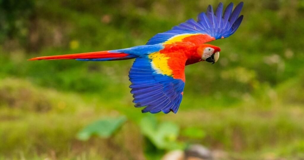 Scarlet Macaw