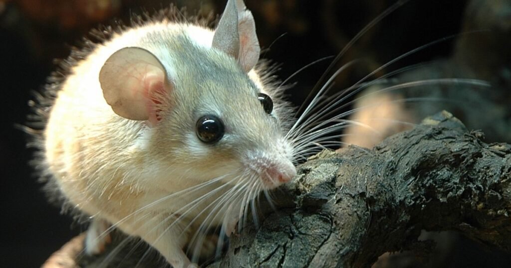 Spiny Mouse 