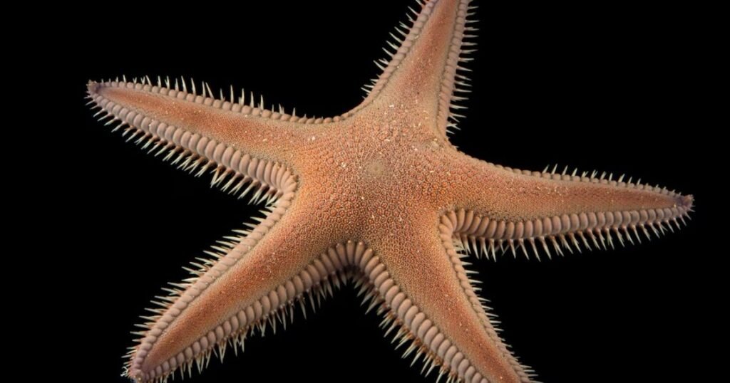 Starfish