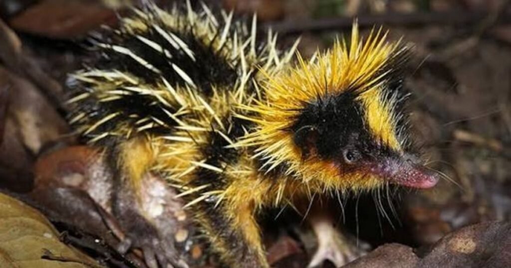 Tenrec 