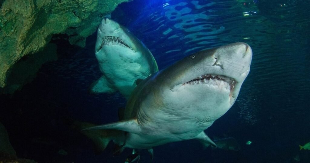 Tiger shark