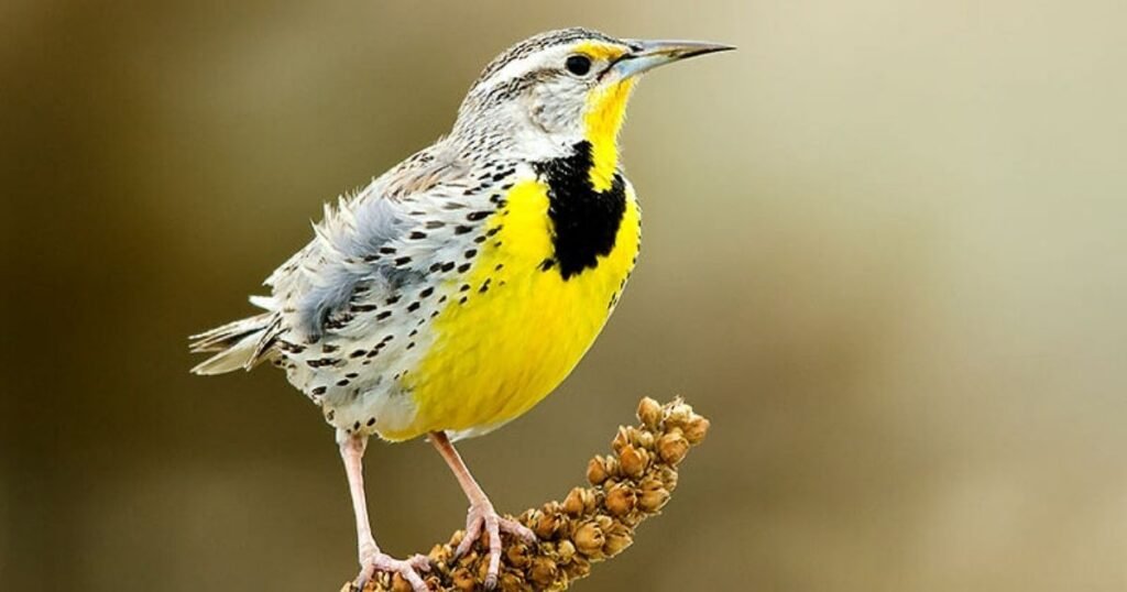 Western Meadowlark