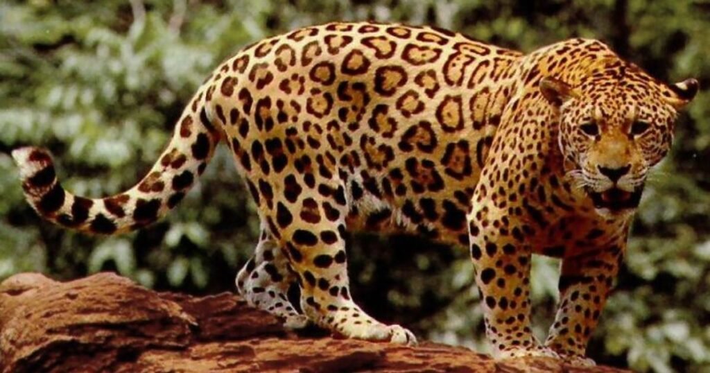 What Animals Live in Panama's Diverse Ecosystems?