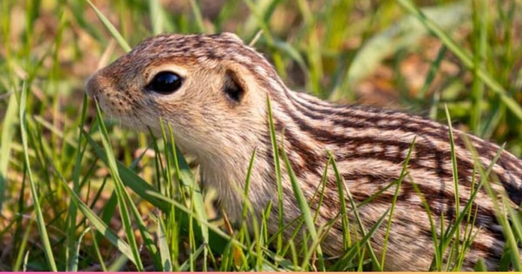 What Animals Live in the Prairie and How Do They Survive?