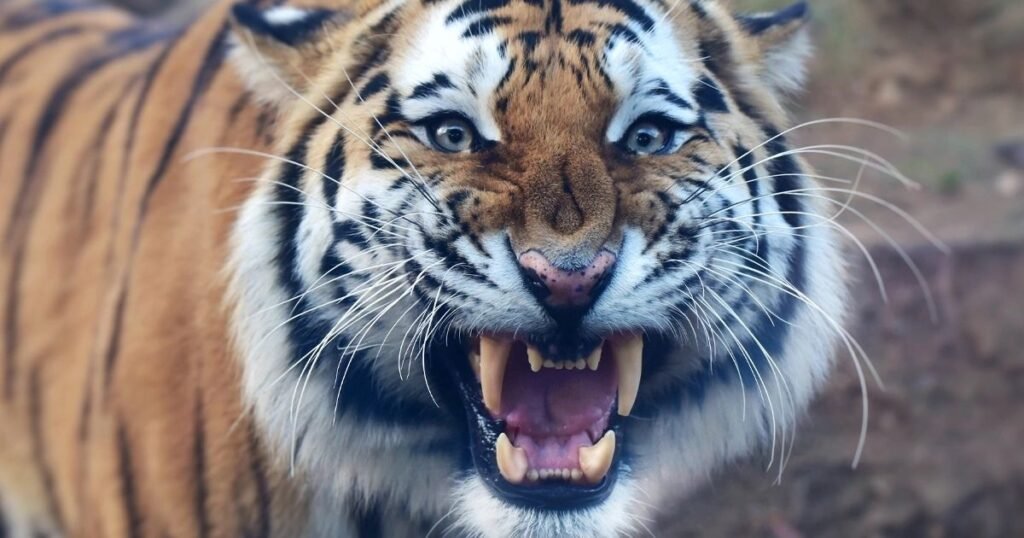 What Are Animals With Sharp Teeth and Why Do They Need Them