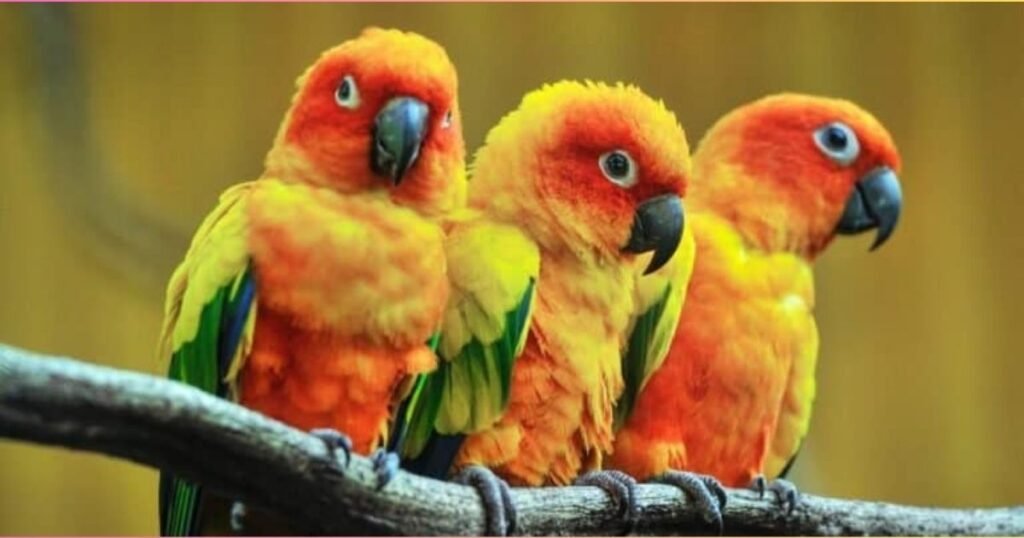 Why Is Panama One of the World's Richest Countries for Wildlife?