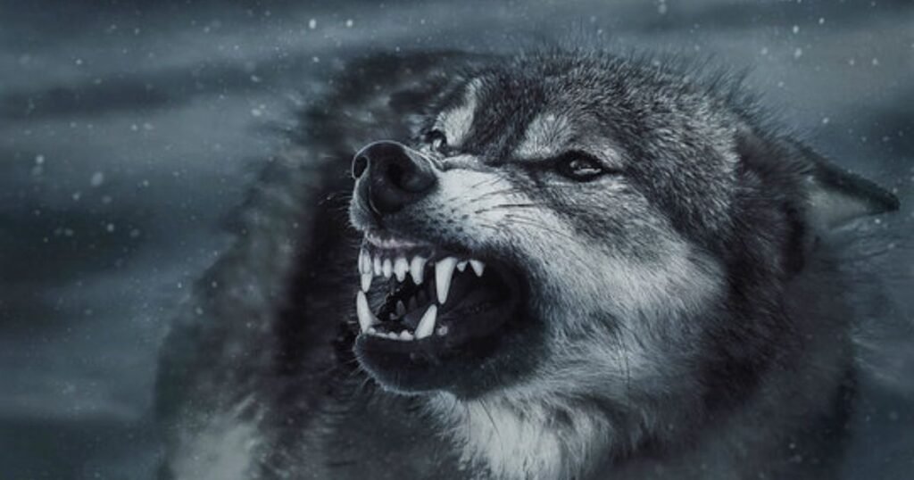 Wolf
