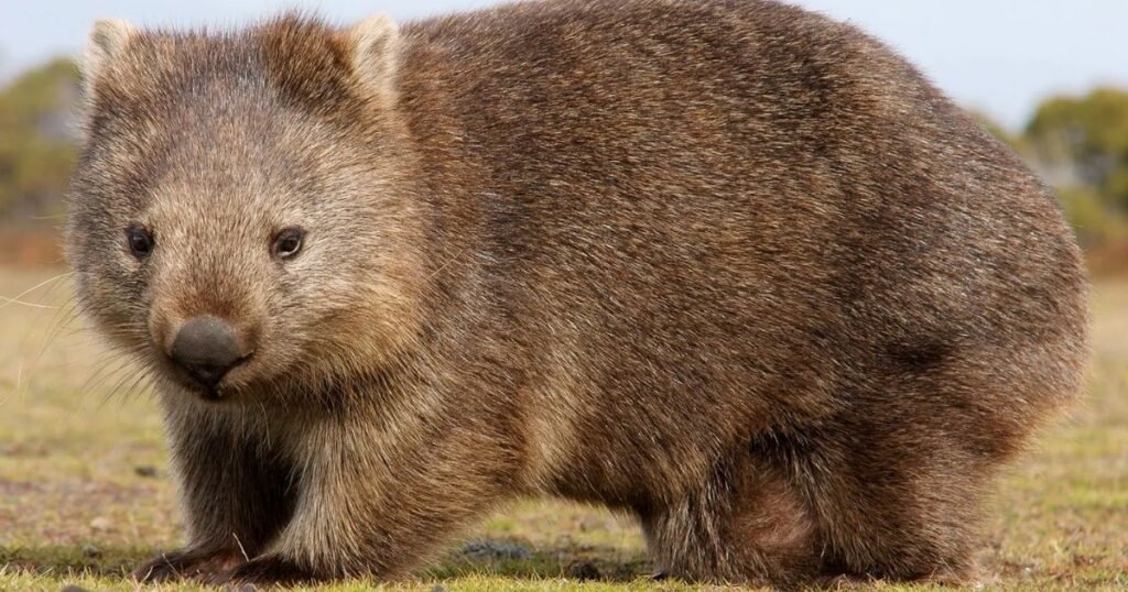 Wombat