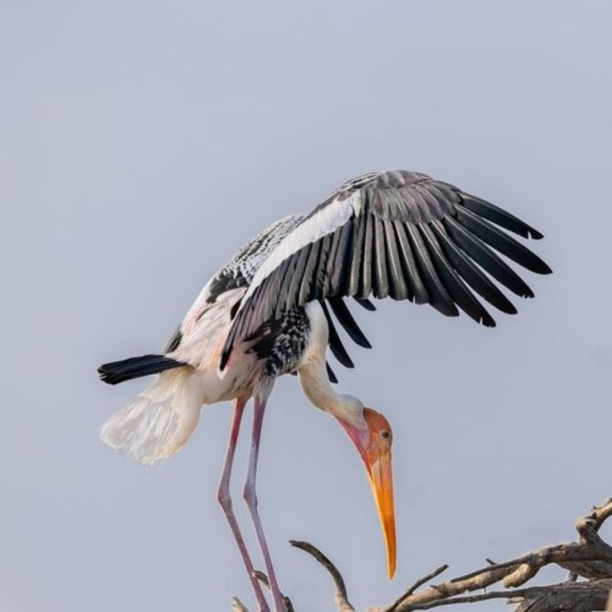about birds