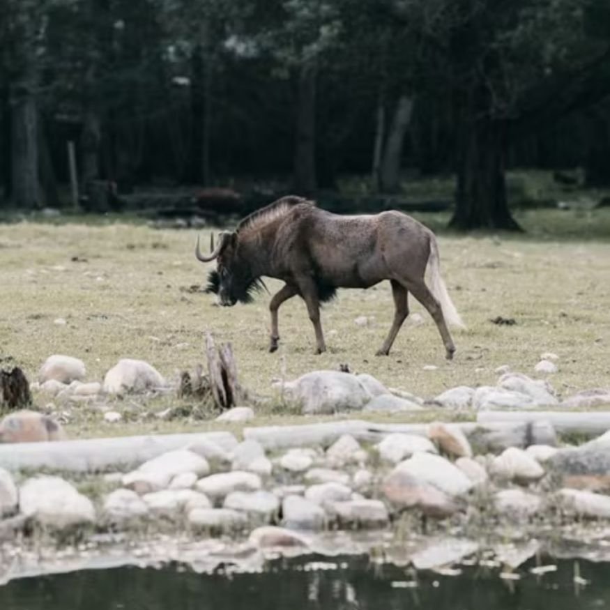 about wildlife animals