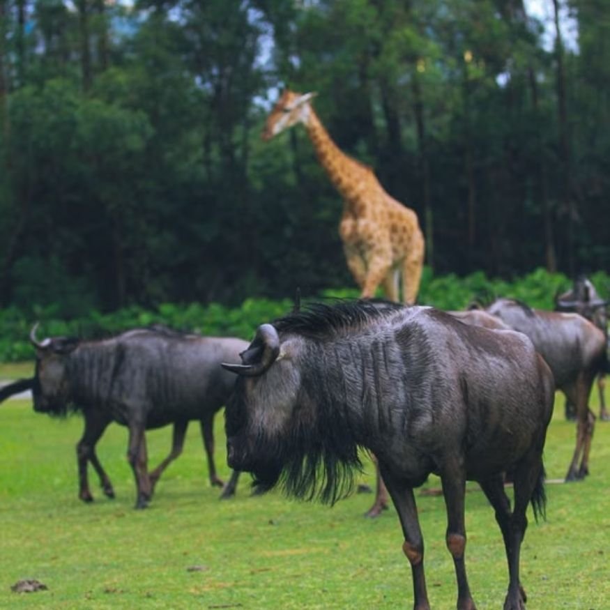 about wildlife