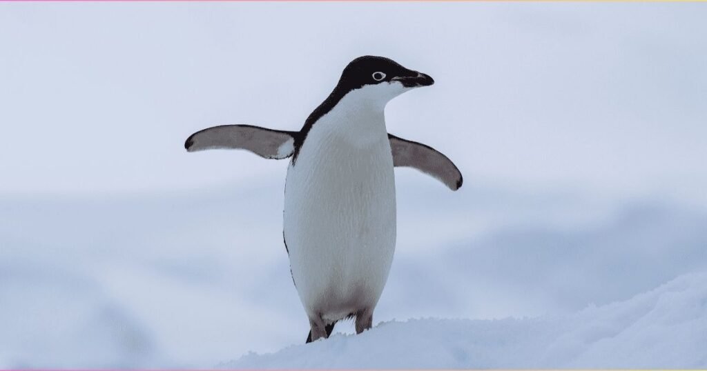 adélie penguin