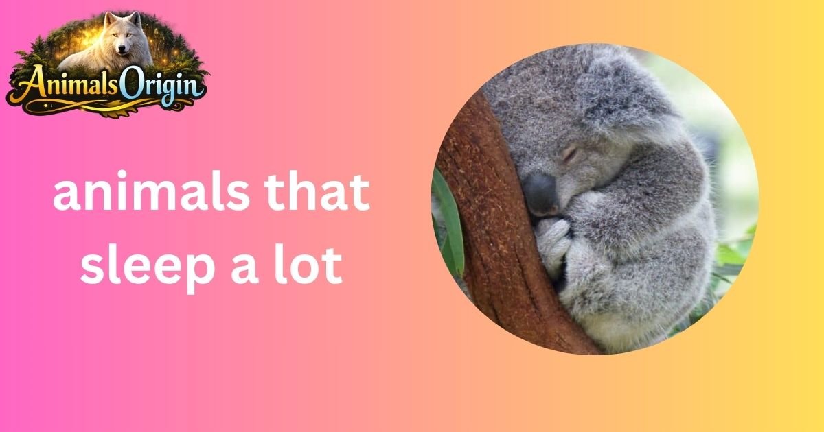 animals that sleep a lot