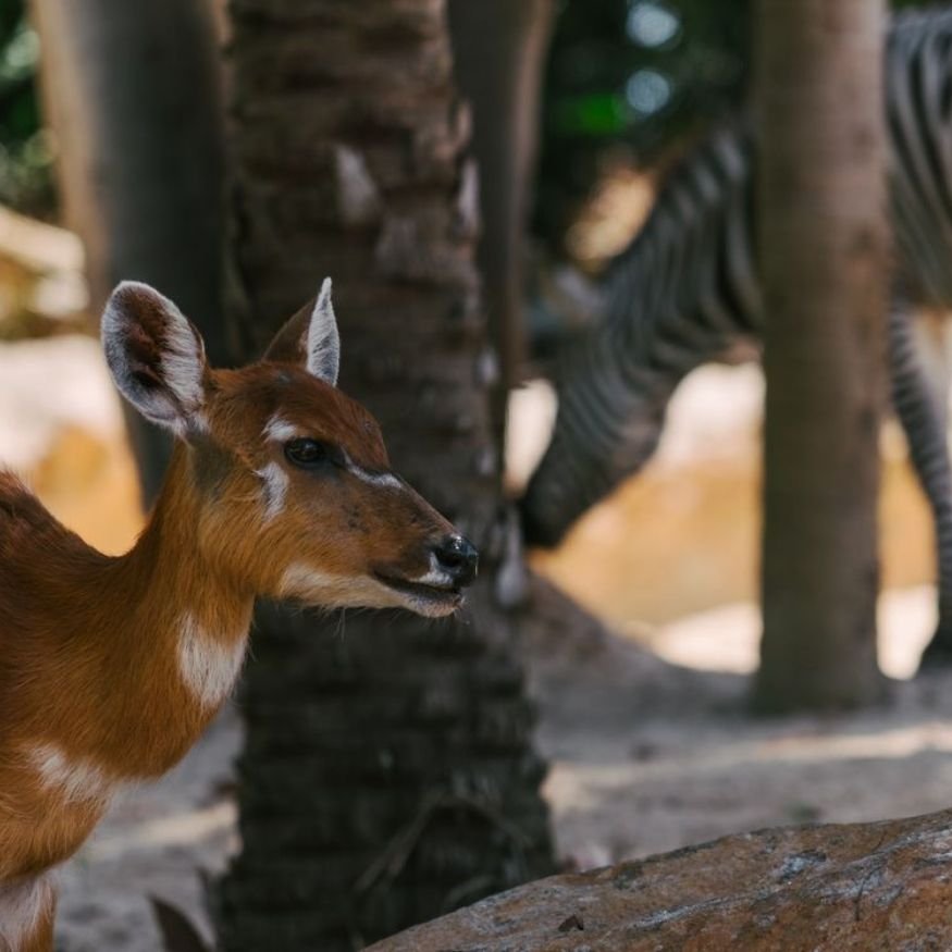 animals