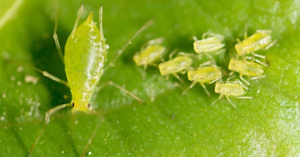 aphids