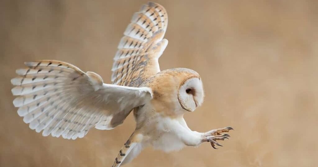 barn owl