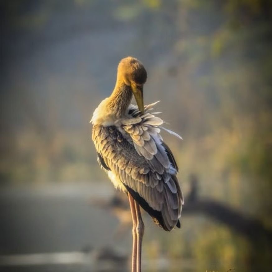 birds