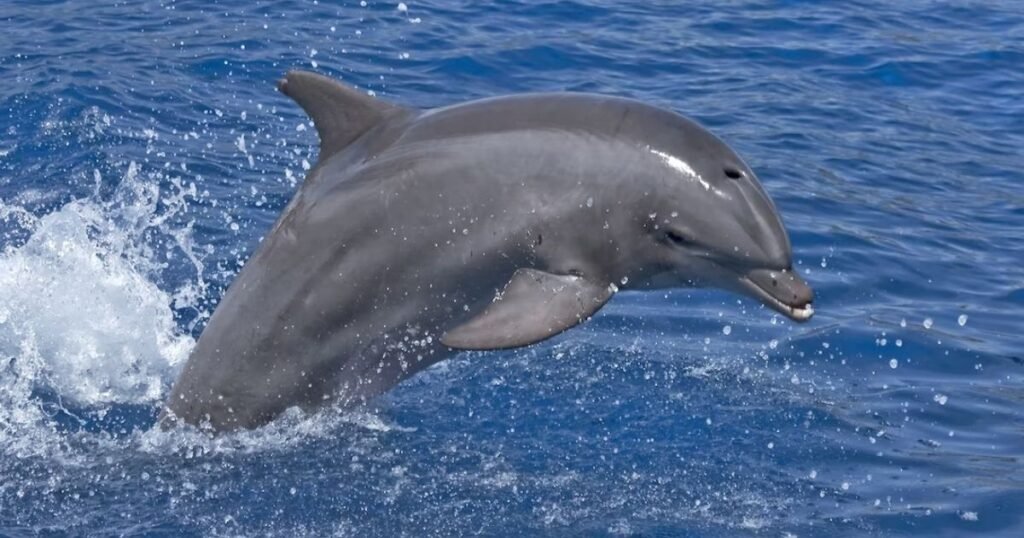 bottlenose dolphin