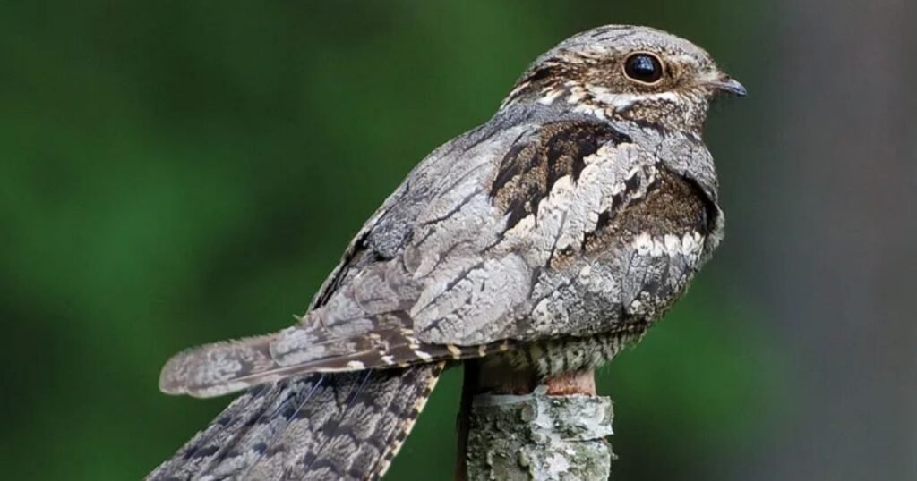 common poorwill