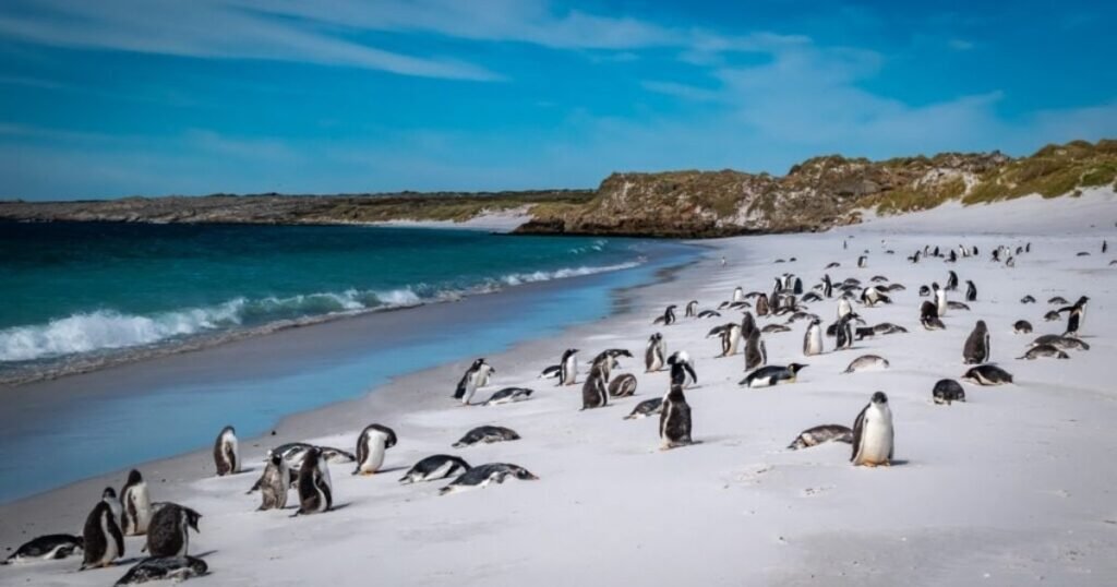 falkland islands