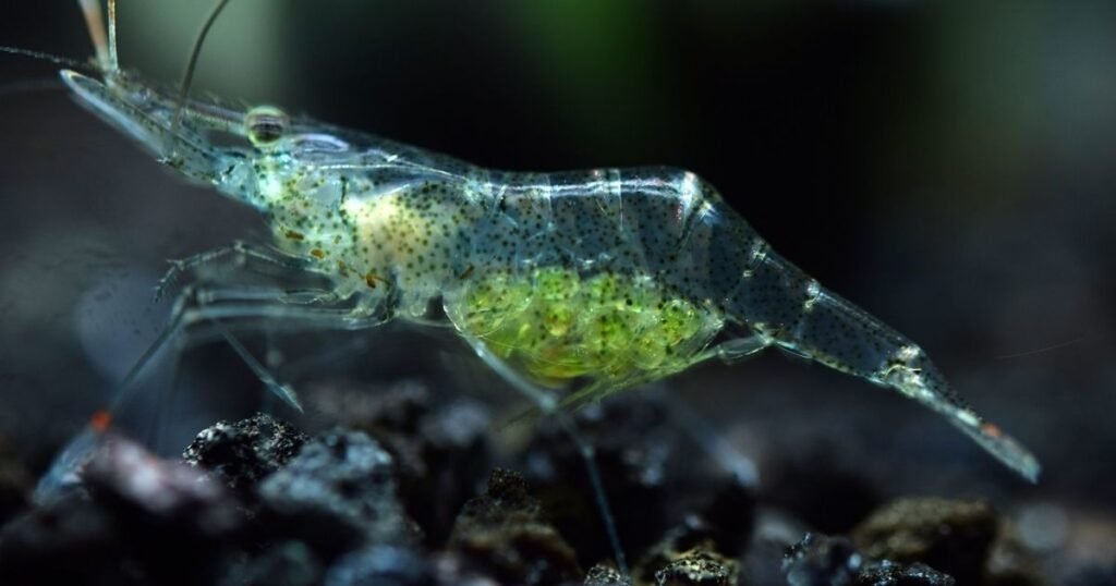 ghost shrimp