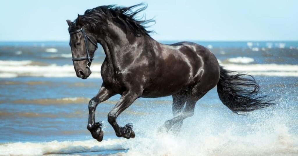horse