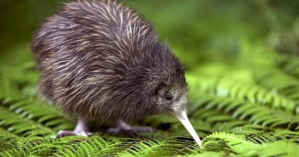 kiwi