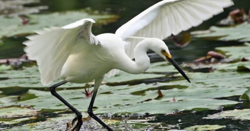little egret