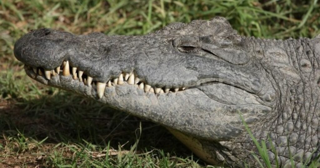 nile crocodile