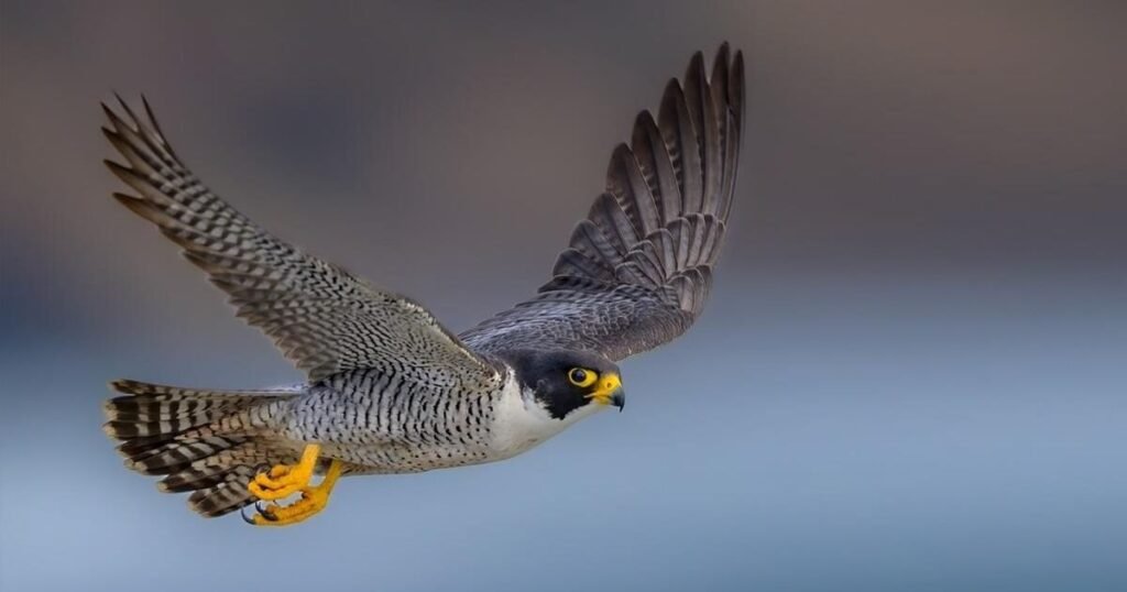 peregrine falcon 