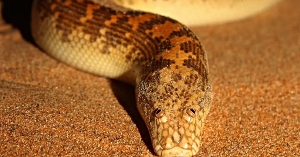 sand boa