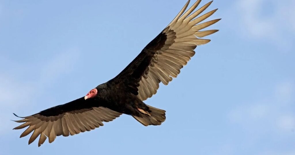 turkey vulture