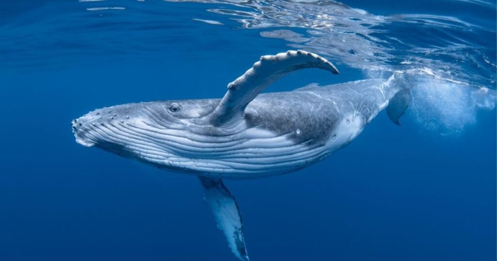 whale