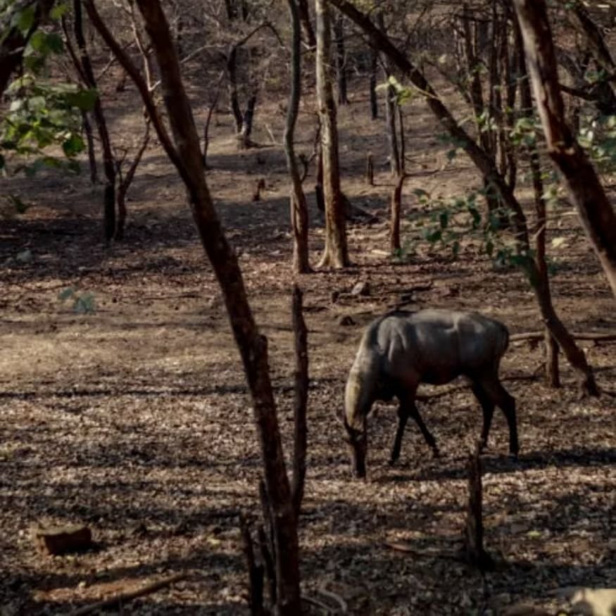 wildlife