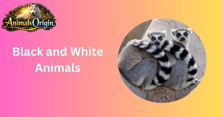 Black and White Animals