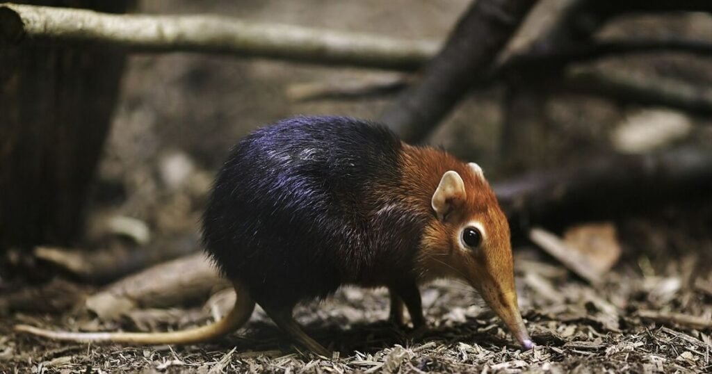 Elephant Shrew