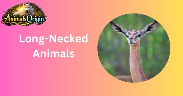 Long-Necked Animals