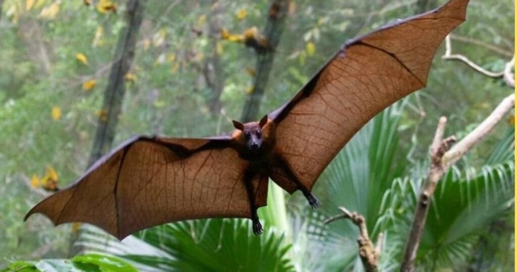 Malayan Flying Fox