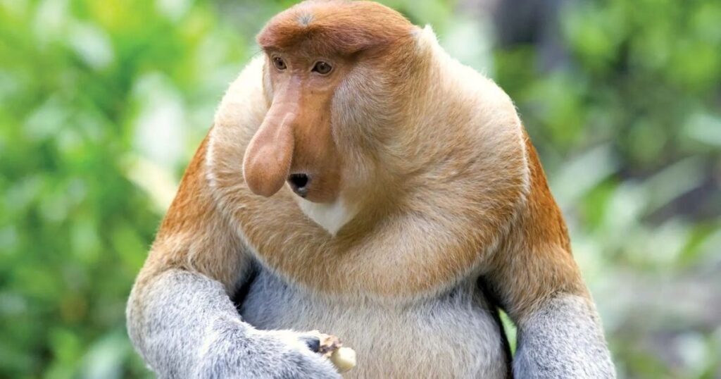 Proboscis Monkeys