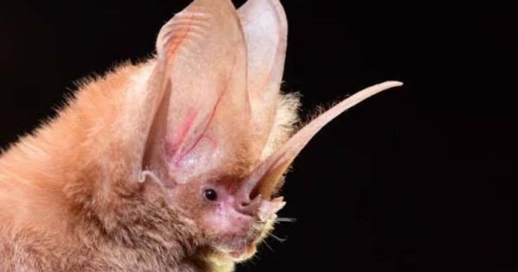 Sword-Nosed Bat