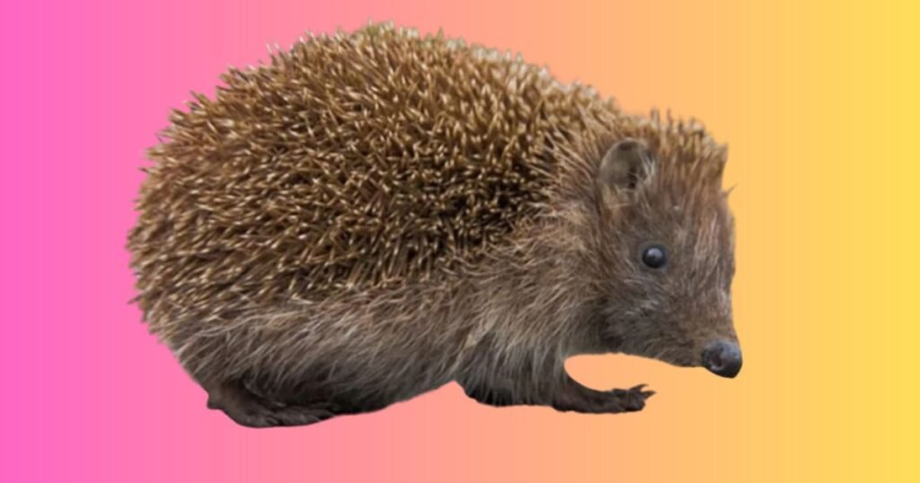 What Are Quills and How Do They Protect Animals?