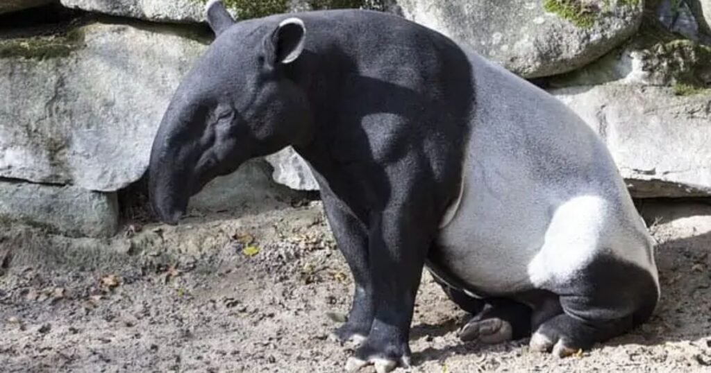 Why Do Some Animals Have Big Noses?