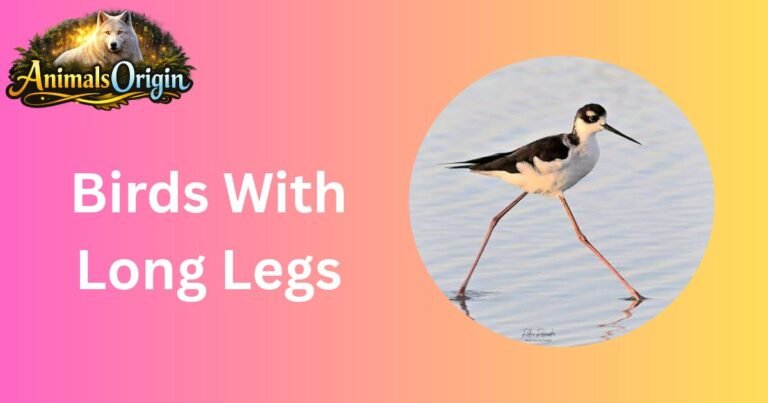 Birds With Long Legs.
