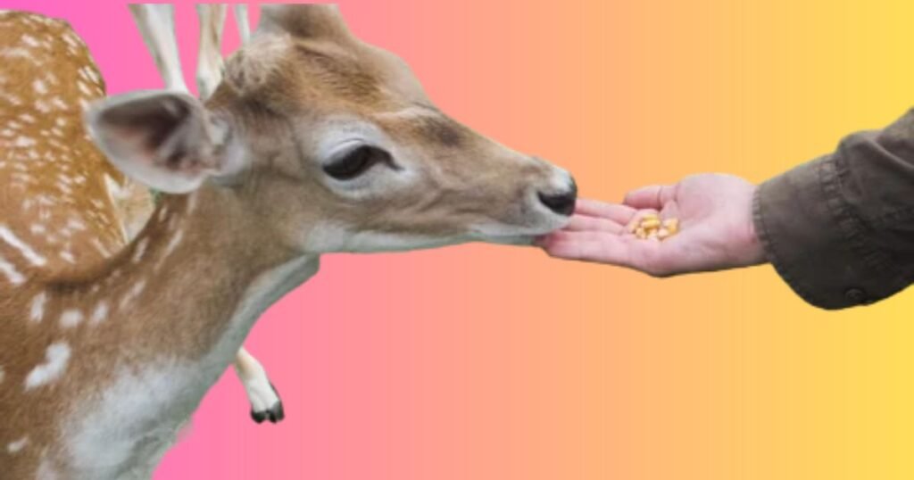 Deer.