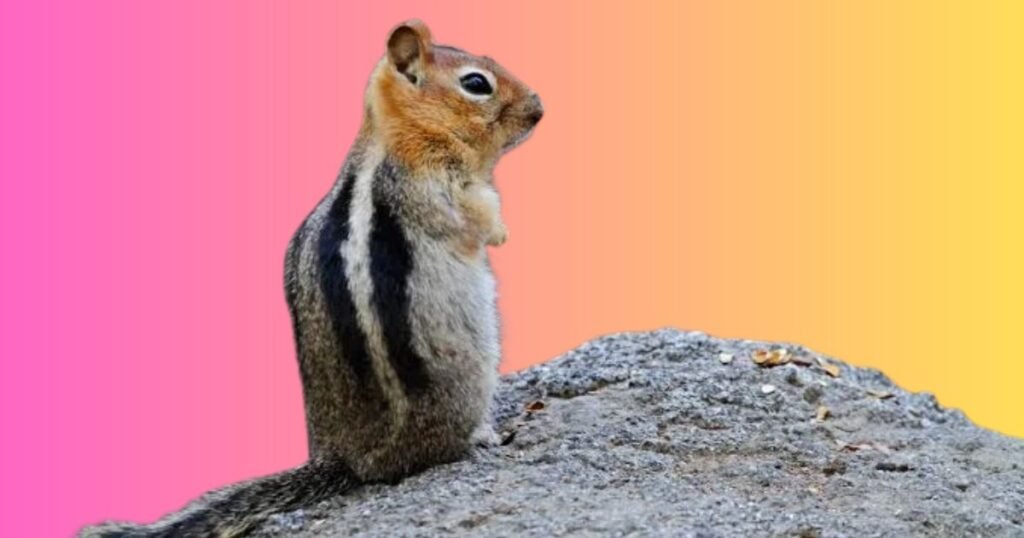 Ground Squirrel