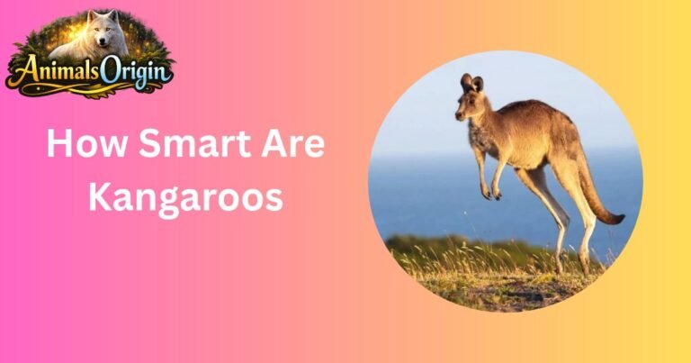 How Smart Are Kangaroos