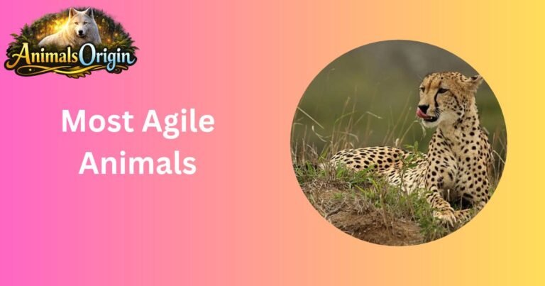 Most Agile Animals