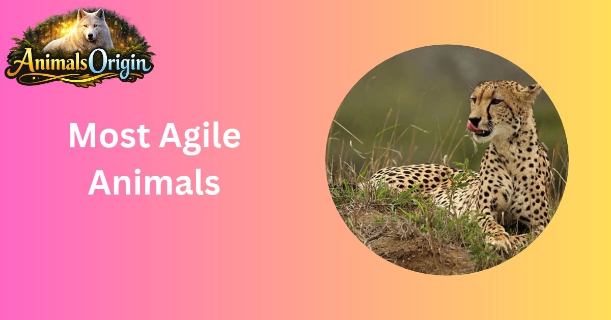 Most Agile Animals