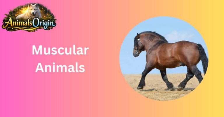 Muscular Animals